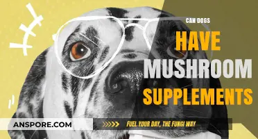 Can Dogs Safely Take Mushroom Supplements? A Complete Guide