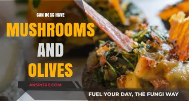 Can Dogs Eat Mushrooms and Olives? A Safe Feeding Guide