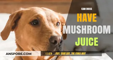 Can Dogs Safely Drink Mushroom Juice? A Pet Owner's Guide