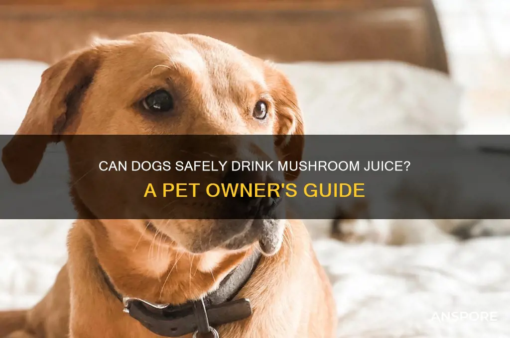 can dogs have mushrooms juice