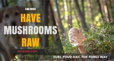 Can Dogs Eat Raw Mushrooms? Safety Tips and Risks Explained
