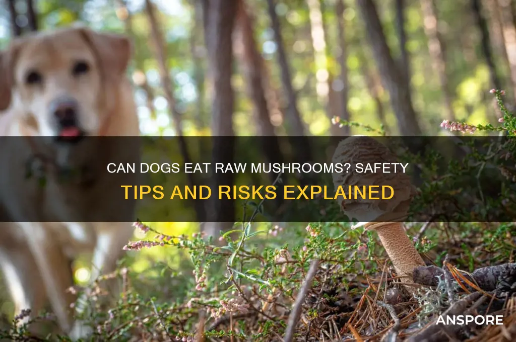 can dogs have mushrooms raw