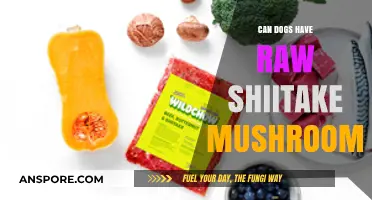 Can Dogs Eat Raw Shiitake Mushrooms? Safety and Risks Explained