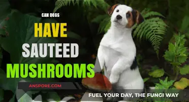 Can Dogs Eat Sautéed Mushrooms? Safety Tips for Pet Owners