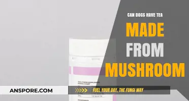 Mushroom Tea for Dogs: Safe or Risky Beverage Choice?