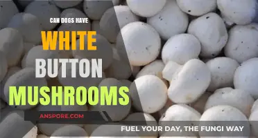 Can Dogs Safely Eat White Button Mushrooms? A Pet Owner's Guide