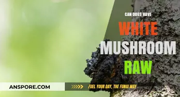 Can Dogs Safely Eat Raw White Mushrooms? Risks and Facts