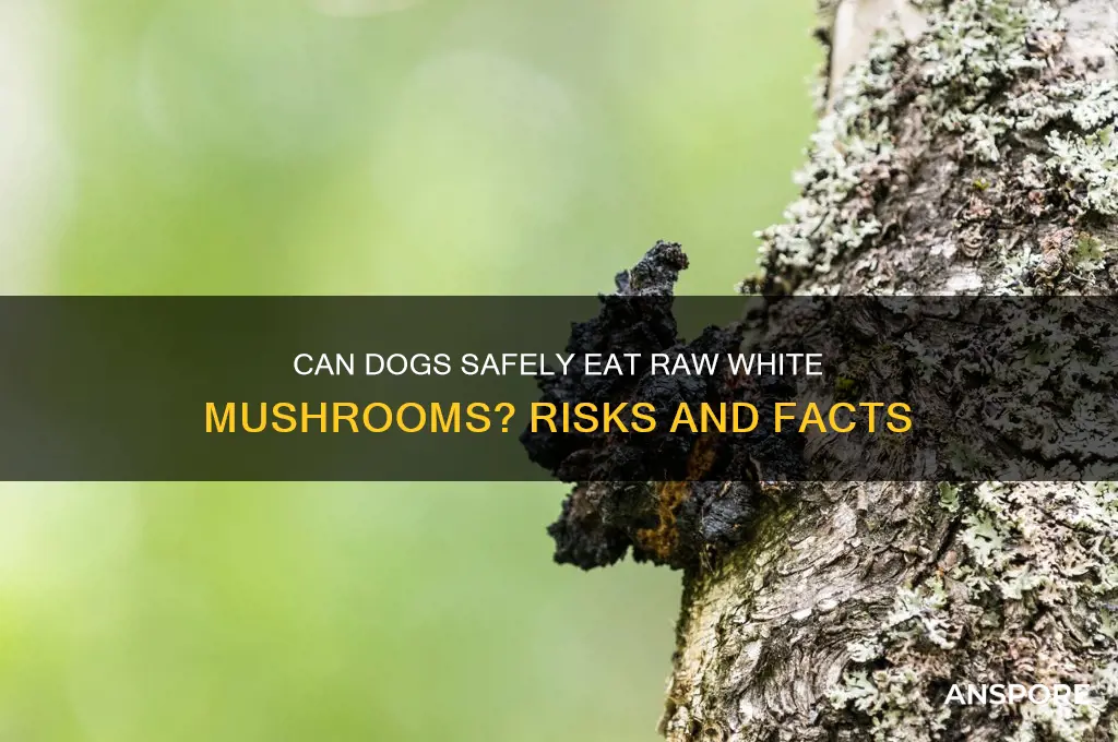 can dogs have white mushrooms raw