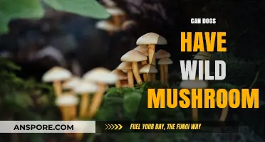 Can Dogs Safely Eat Wild Mushrooms? Risks and Precautions