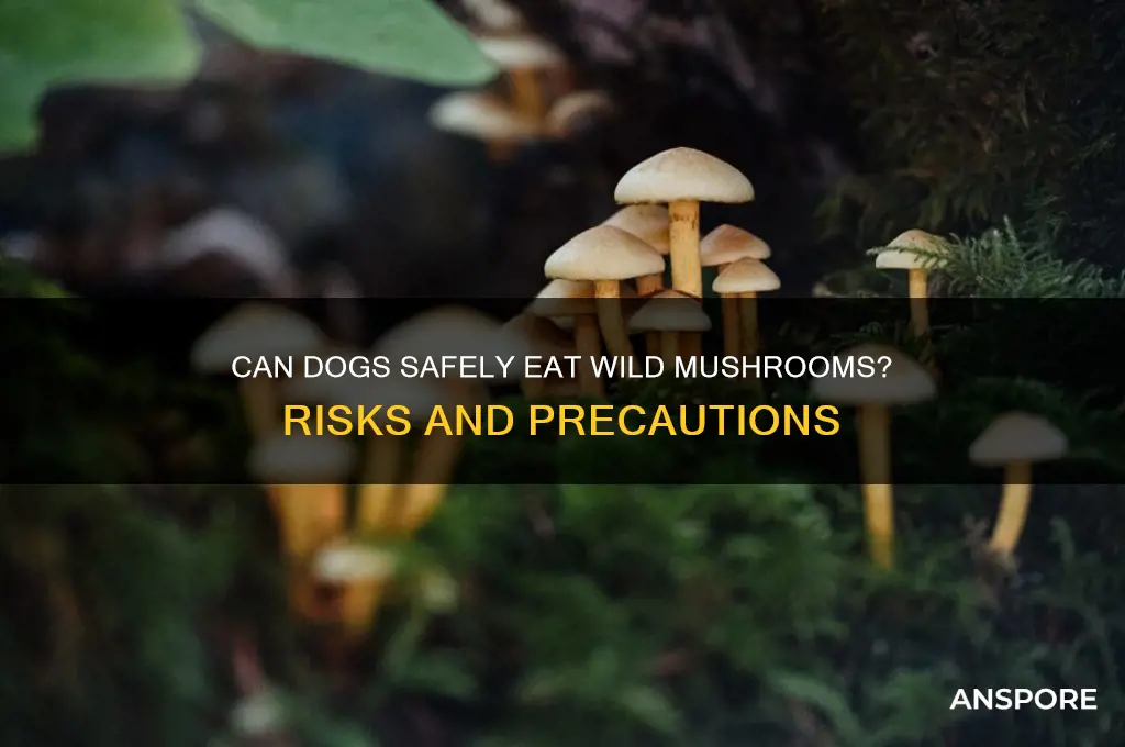 can dogs have wild mushrooms