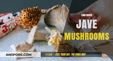 Can Dogs Eat Mushrooms? Safety Tips and Risks Explained