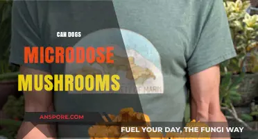Exploring the Risks of Microdosing Mushrooms for Dogs: What You Need to Know
