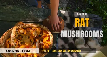 Can Dogs Safely Forage Mushrooms? Risks and Benefits Explained