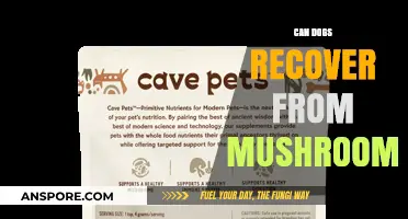 Can Dogs Recover from Mushroom Poisoning? Essential Recovery Tips