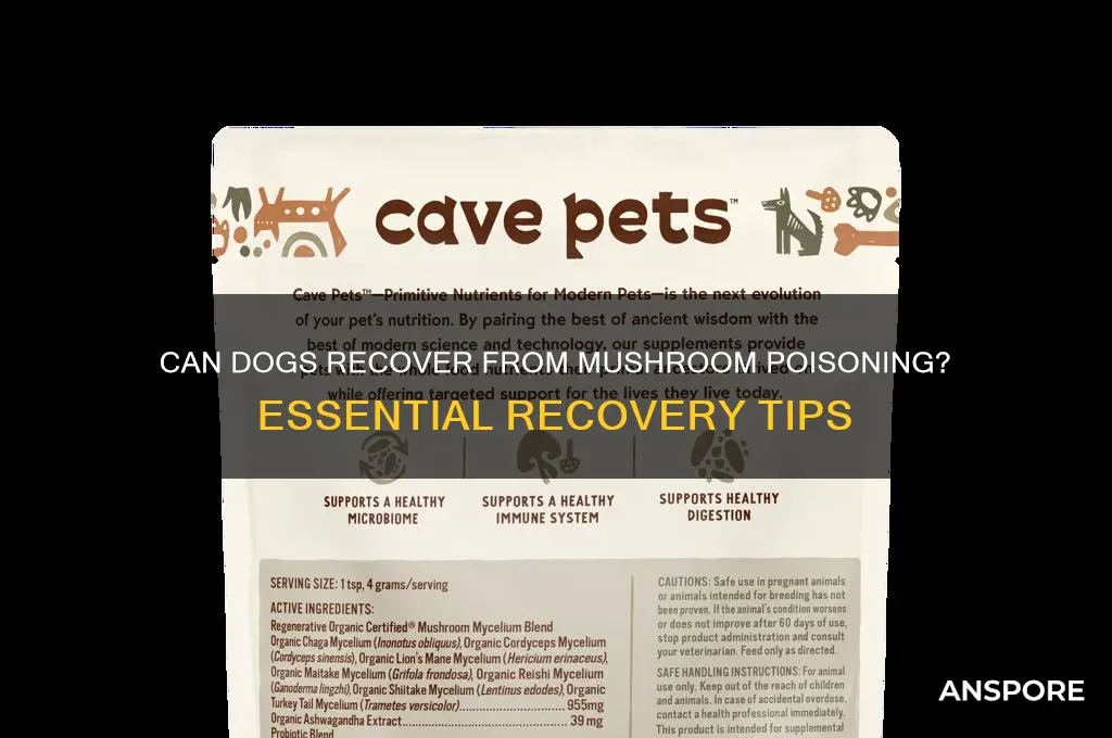 can dogs recover from mushrooms