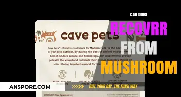 Can Dogs Recover from Mushroom Poisoning? Essential Tips and Insights