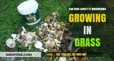 Can Dogs Safely Eat Mushrooms Growing in Grass? Expert Advice