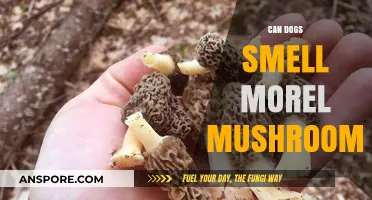 Can Dogs Sniff Out Morel Mushrooms? Uncovering the Canine Scent Mystery
