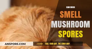 Can Dogs Detect Mushroom Spores? Unveiling Their Olfactory Abilities