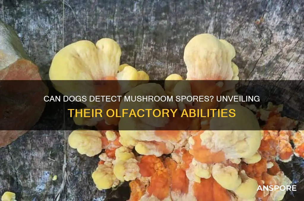 can dogs smell mushroom spores
