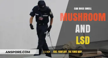 Can Dogs Detect Mushrooms and LSD? Exploring Their Olfactory Abilities