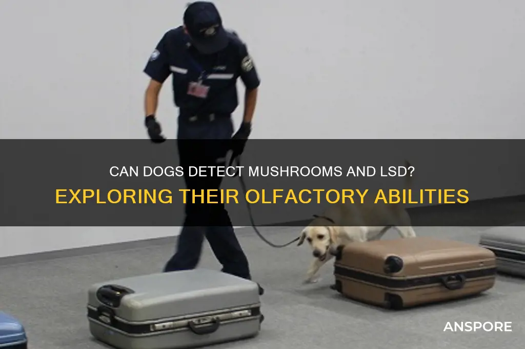 can dogs smell mushrooms and lsd