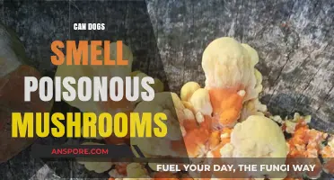 Can Dogs Detect Poisonous Mushrooms by Smell? A Safety Guide