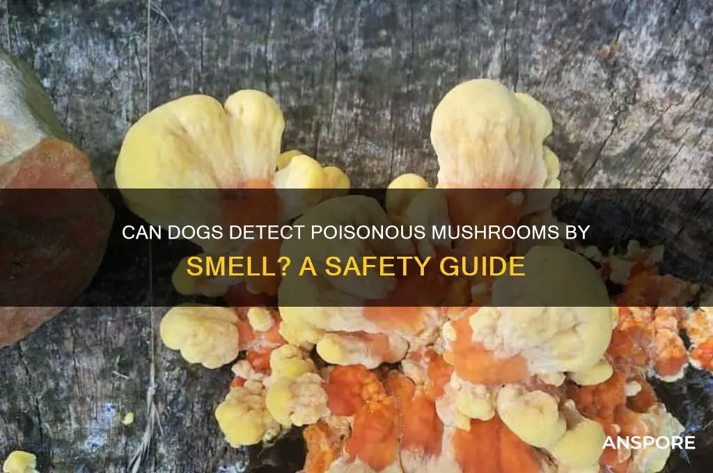 can dogs smell poisonous mushrooms