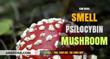 Can Dogs Detect Psilocybin Mushrooms? Exploring Their Scent Abilities