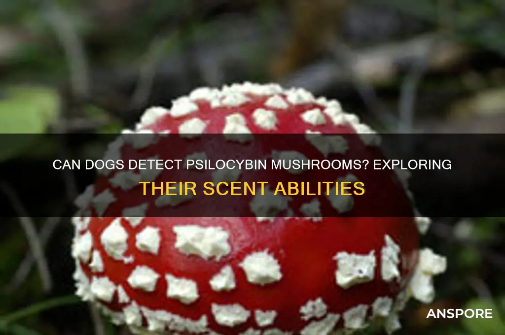 can dogs smell psilocybin mushrooms