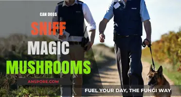 Can Dogs Detect Magic Mushrooms? Exploring Canine Scent Abilities
