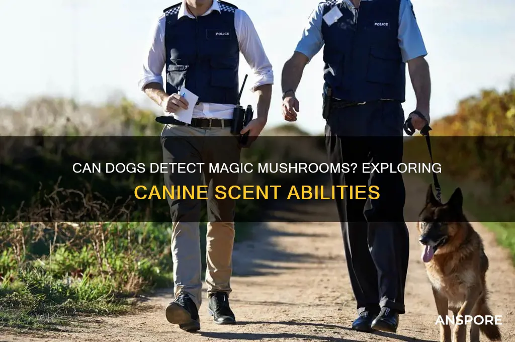 can dogs sniff magic mushrooms