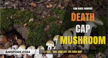 Can Dogs Survive Death Cap Mushrooms? Toxicity Risks and Emergency Care