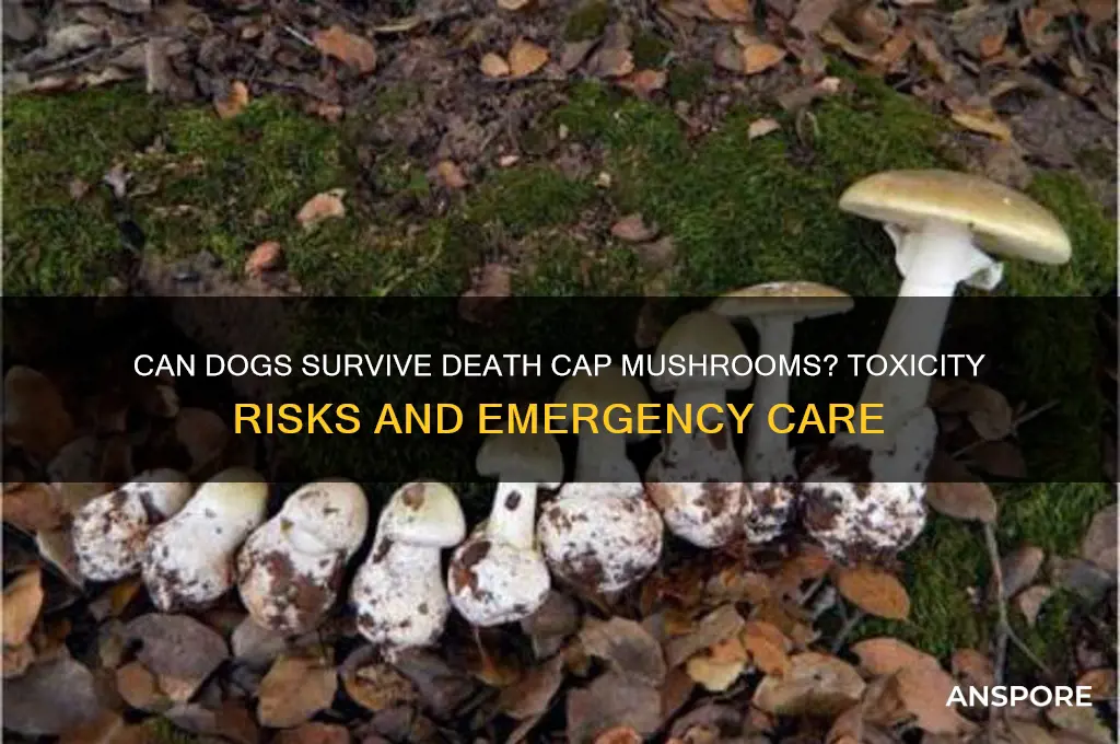 can dogs survive death cap mushrooms