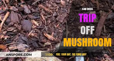 Can Dogs Trip on Mushrooms? Risks and Facts Pet Owners Need