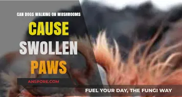 Can Dogs Walking on Mushrooms Cause Swollen Paws? Find Out