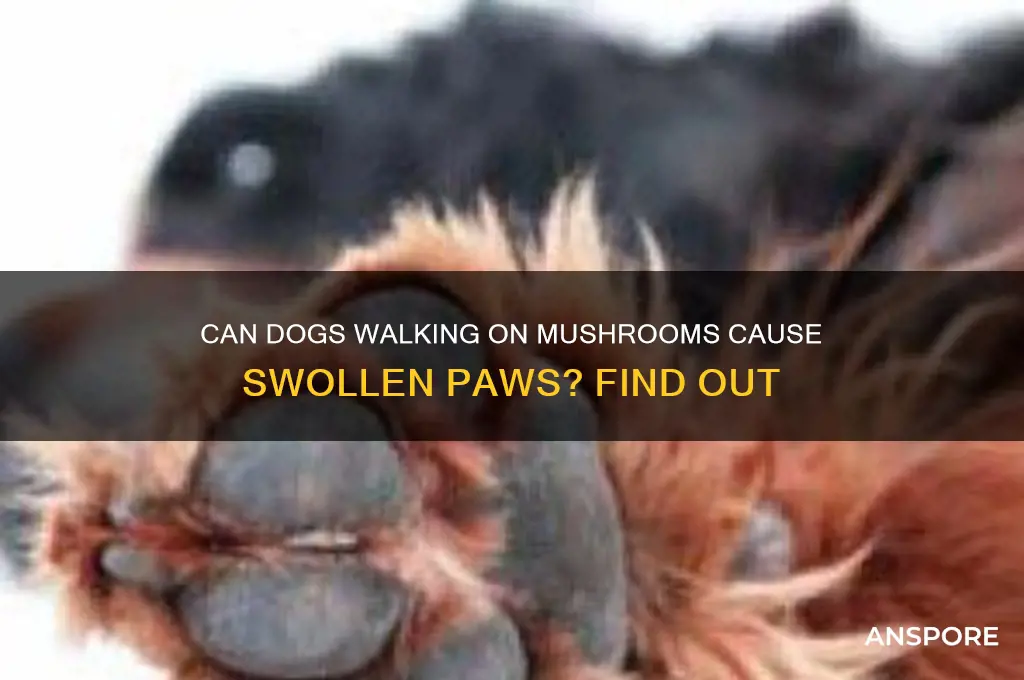 can dogs walking on mushrooms cause swollen paws