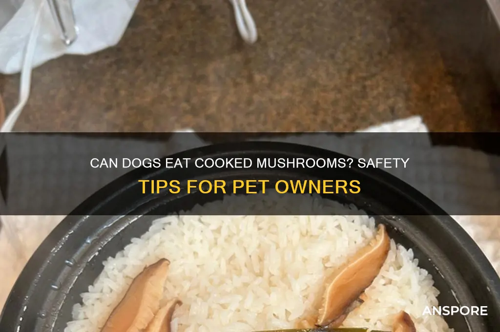 can dogsc at cooked mushrooms