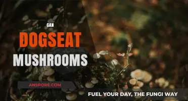 Can Dogs Eat Mushrooms? Safety Tips and Risks Explained