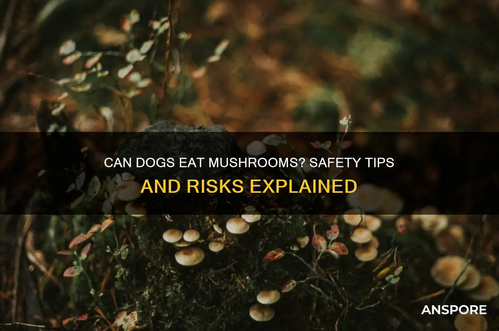 can dogseat mushrooms