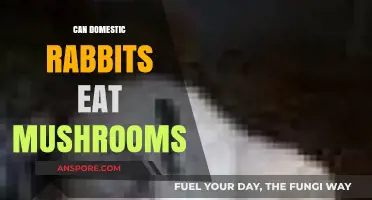 Can Domestic Rabbits Eat Mushrooms? A Safe Feeding Guide