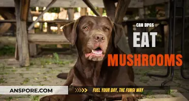 Can Dogs Eat Mushrooms? Safety Tips and Risks Explained