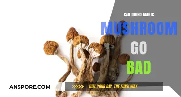 Do Dried Magic Mushrooms Expire? Shelf Life and Storage Tips