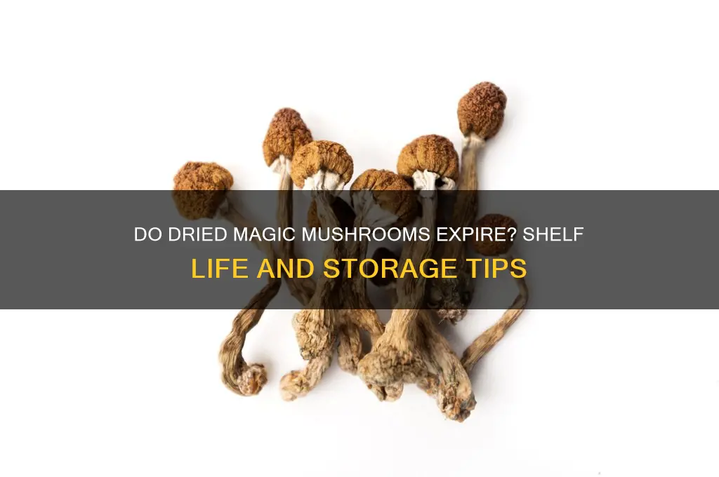 can dried magic mushrooms go bad