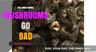 Do Dried Morel Mushrooms Expire? Shelf Life and Storage Tips