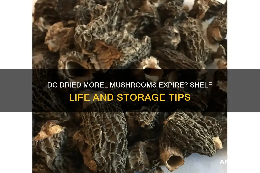 can dried morel mushrooms go bad