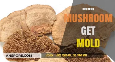 Can Dried Mushrooms Get Mold? Prevention and Storage Tips