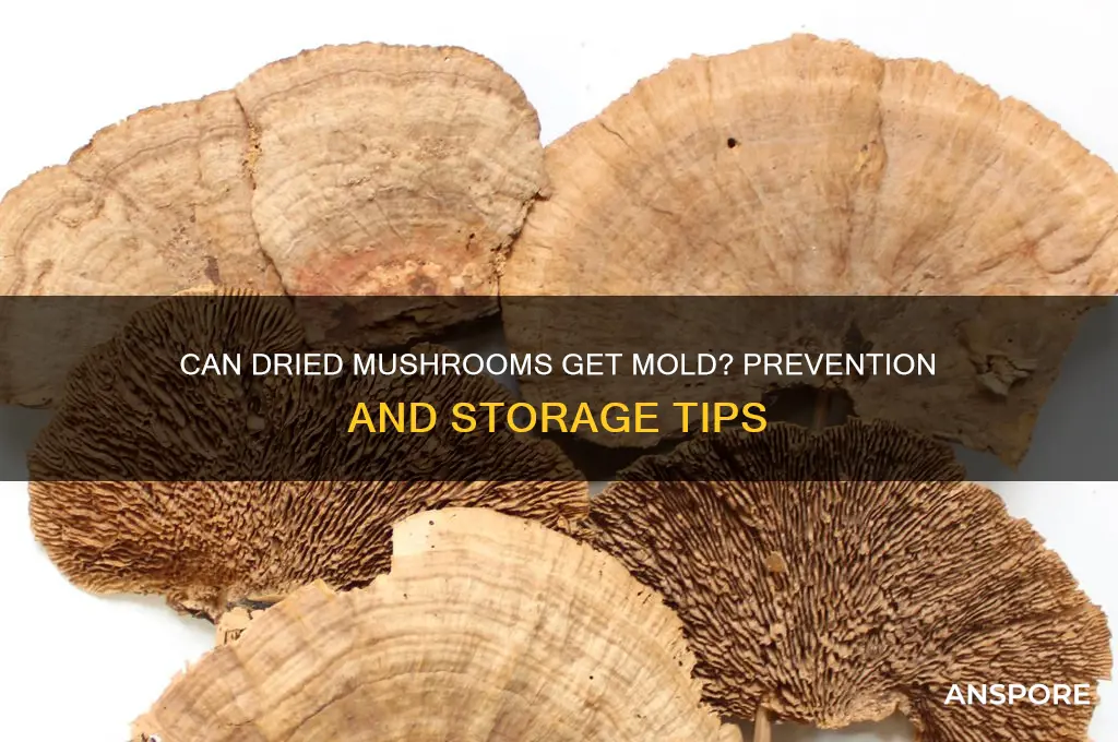 can dried mushrooms get mold