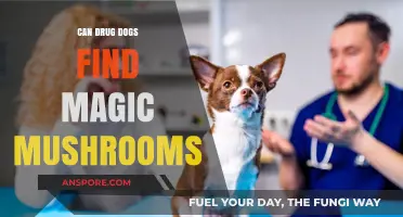 Can Drug Dogs Detect Magic Mushrooms? Uncovering the Truth