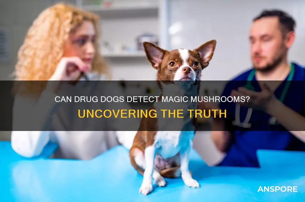 can drug dogs find magic mushrooms